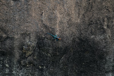 顶视图的蓝色蜥蜴岩石
